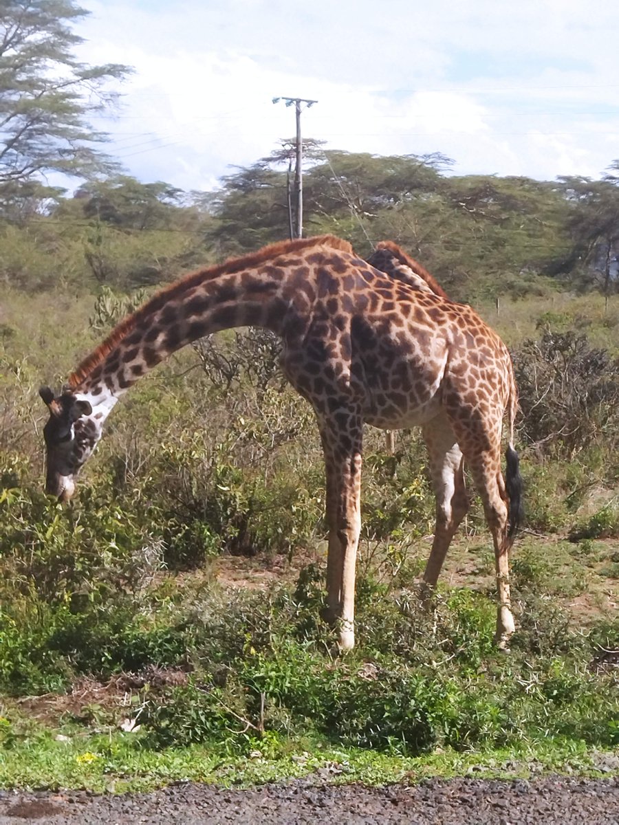 In our line of duty we come across some interesting encounters...
Electric fences for homes, apartments and farms. Call, text, WhatsApp 0755 984 707/ 0770 366 830 metocus.co.ke #MasculinitySaturday #BabaWaAfrika Happy Sabbath Raila Mbappe DCI Juja