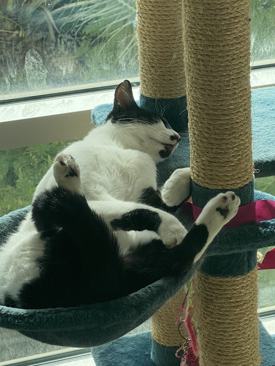 PoppyTheAdopted's tweet image. Someone’s in my sleepy place 😾 

#PoppyCatnap #PrincessPoppy  #CatsOfX