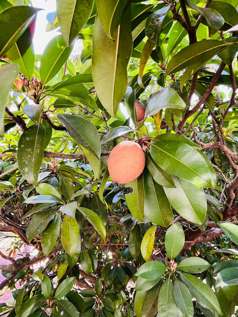 SnehaFarm's tweet photo. "Rooted in Nature's Bounty: Cultivating Chikoo Splendor on Our Farm.. #chikootree #ChikooFruit https://t.co/slv4Mi36jw