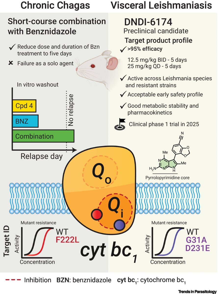 Drs Manuel Saldivia, Ana Lima & @Mottram_group highlight a promising pipeline of preclinical drug candidates for #visceral #leishmaniasis & chronic #Chagas’ disease published in @ScienceTM by Susan Wyllie @MDR_DDU & colleagues. @YBRI_UoY @Novartis @ufrj cell.com/trends/parasit…