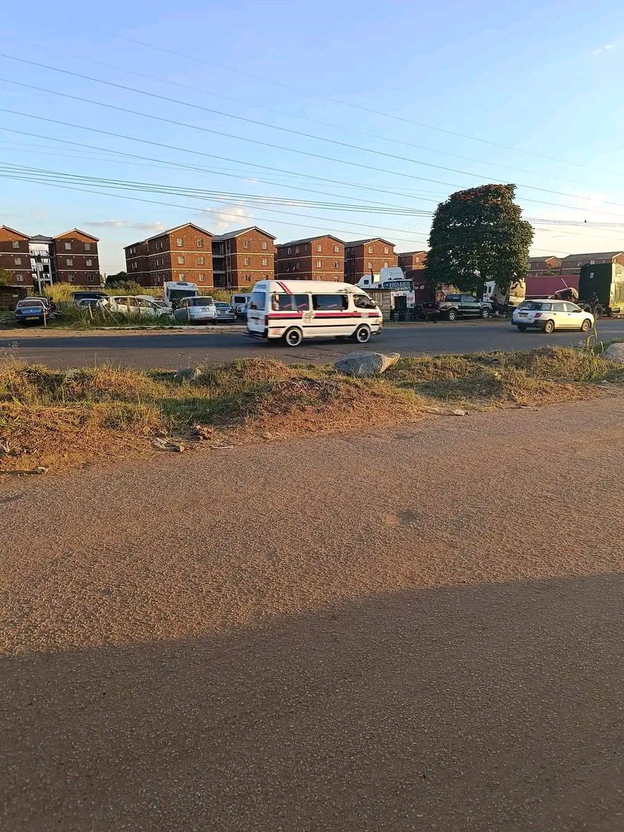 King Zebra263 tweet media