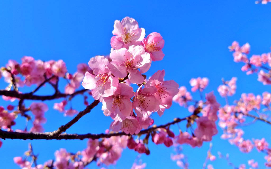 「河津桜 」|でんぢゃらす💥ばーさんのイラスト