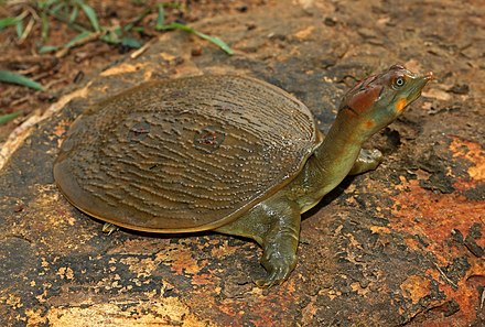 A rare turtle, Leith's soft-shell, has been found in India's Cauvery River. This is a positive sign, but the critically endangered species still needs protection. Researchers are studying their numbers for the first time in this region. Conservation programs are crucial for these…