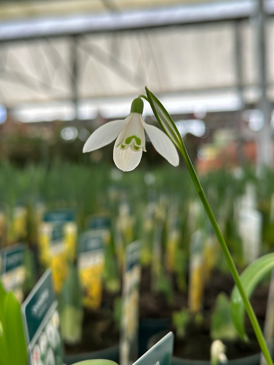 I feel like snowdrops are so underrated and undervalued in the garden.

Can I have a quick show of hands 🙋🏽🙋🏻‍♂️🙋🏼‍♀️ as to whether you’ve got snowdrops in your garden?