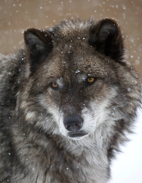AyshahAwan's tweet photo. As we see in dogs, that’s easily more than enough to understand who’s who and what’s where, every day."

— Carl Safina in Beyond Words; What Wolves and Dogs Think and Feel
2/2
#SaveWolves 
#BanHunting
#BanTrapping
#StopAnimalCruelty
#BanTrophyHunting
#LetTheWolvesRunFree https://t.co/aFabw9zdl9