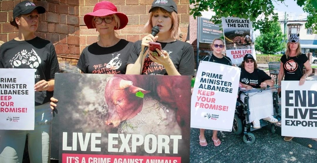 animaljusticeAU's tweet photo. "We took our demand to #BANLIVEEXPORT to 
Prime Minister Anthony Albanese's office in Marrickville today" ...
- @AJPNSW
TAKE ACTION HERE ⬇️
https://t.co/UI2lXAh1Km
send a quick email calling on @AlboMP @AustralianLabor to deliver on its promise to #ENDLIVEEXPORT #AUSPOL https://t.co/kshy6TpG70