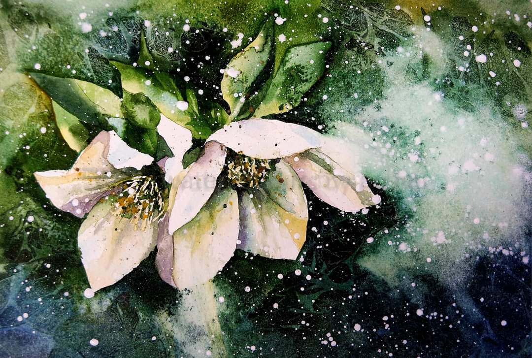 Thanks for all your messages of support yesterday.

Today's painting...Hellebore

Flowers of snow

We wish, and wish, and wish again
for lightness in the dark,

Happy Saturday

#watercolour #winterflowers #watercolourpainting #Devon #flowers #artist #art #hellebores #background