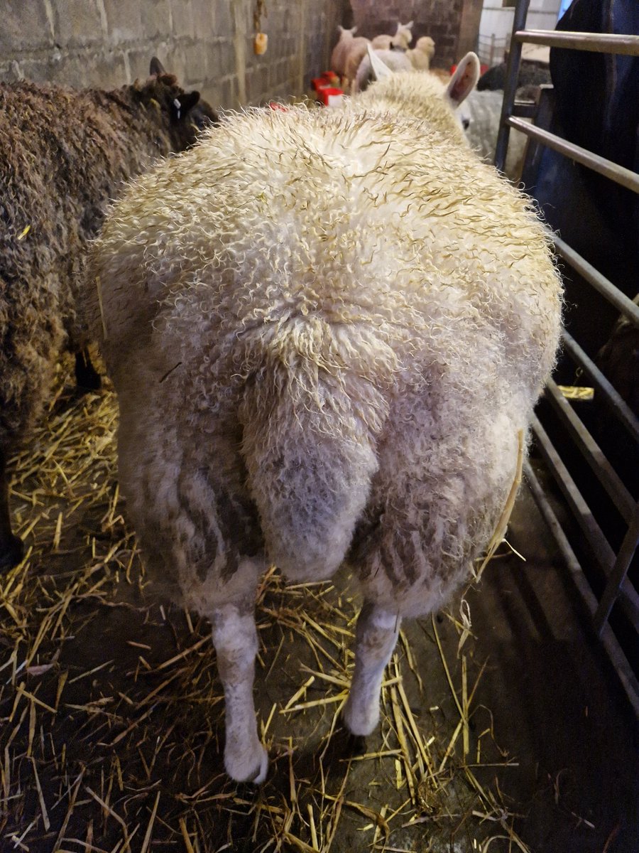 Don't be rude Mum, I'm not fat, it's my love handles and I'm also very fluffy!!!

Alys 💖

#animalsanctuary #sheep365 #texelsheep #animallovers #foreverhome #nonprofit #amazonwishlist 

amazon.co.uk/gp/registry/wi…