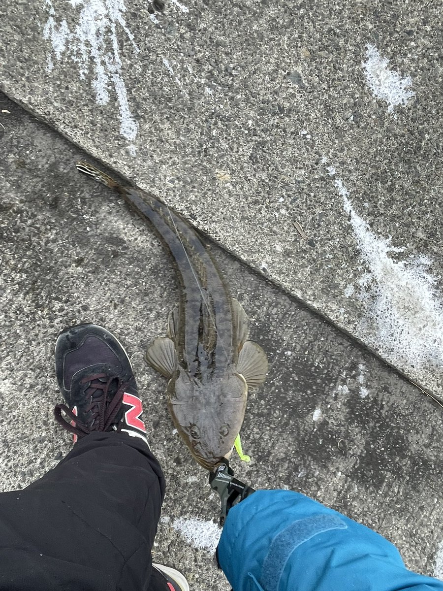 BlackBass_ToMo's tweet photo. 今日も釣れなくて修行覚悟で250投以上キャストして最後の最後で自己ベスト更新のマゴチ🙌28cmのスニーカーと比べると倍以上のデカさ🎉 https://t.co/r3HLl10CNq