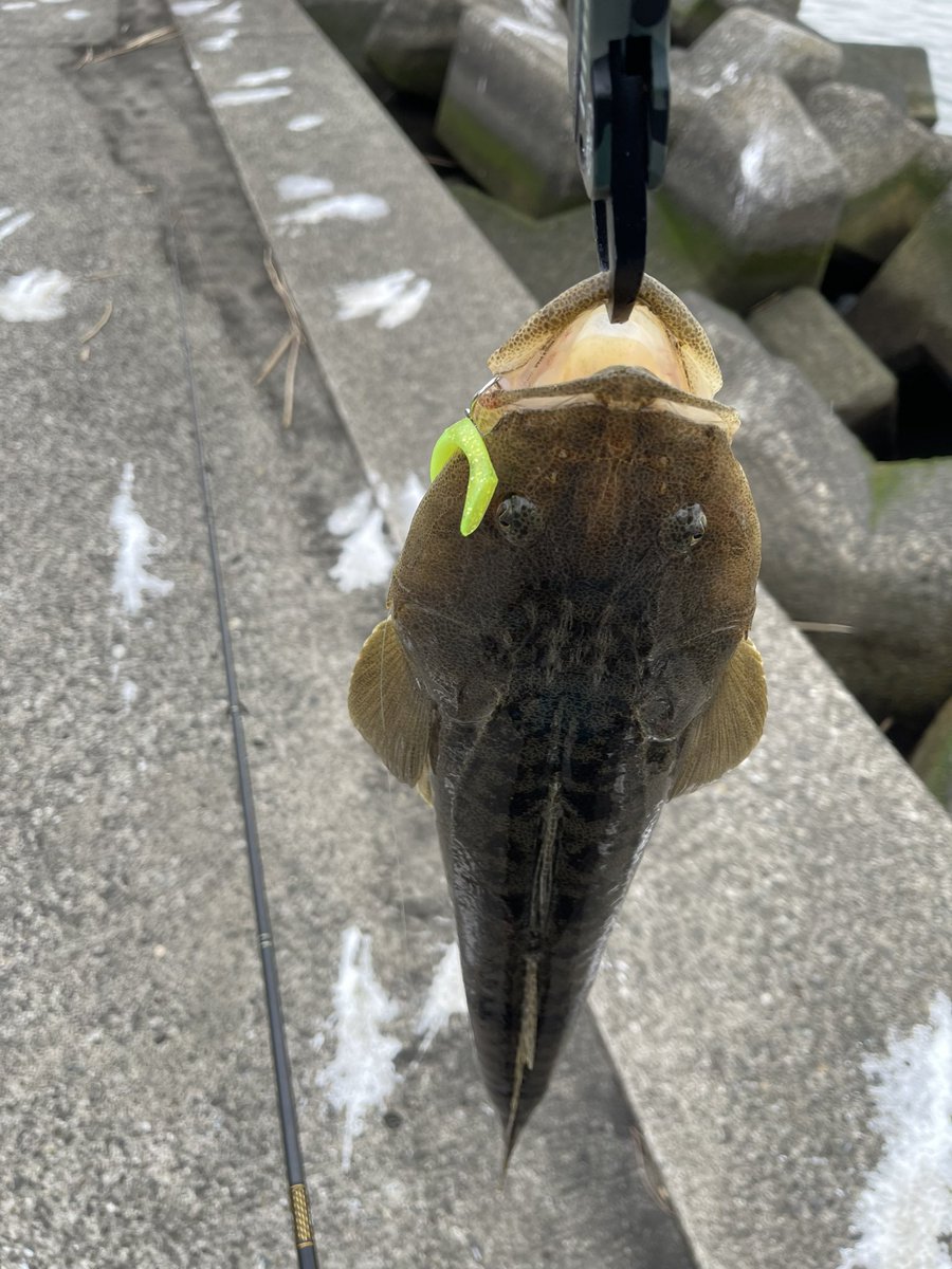 BlackBass_ToMo's tweet photo. 今日も釣れなくて修行覚悟で250投以上キャストして最後の最後で自己ベスト更新のマゴチ🙌28cmのスニーカーと比べると倍以上のデカさ🎉 https://t.co/r3HLl10CNq