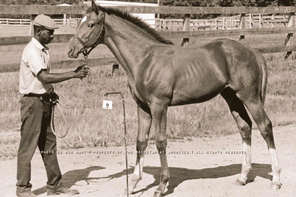 ثُمام tweet media