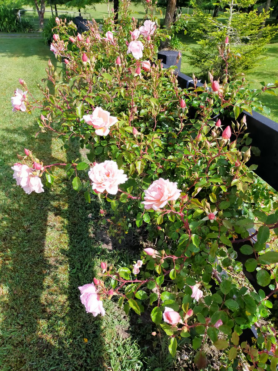 From my #walk yesterday. A rambling rose on a post and rail fence. 
#lifeinthecountry