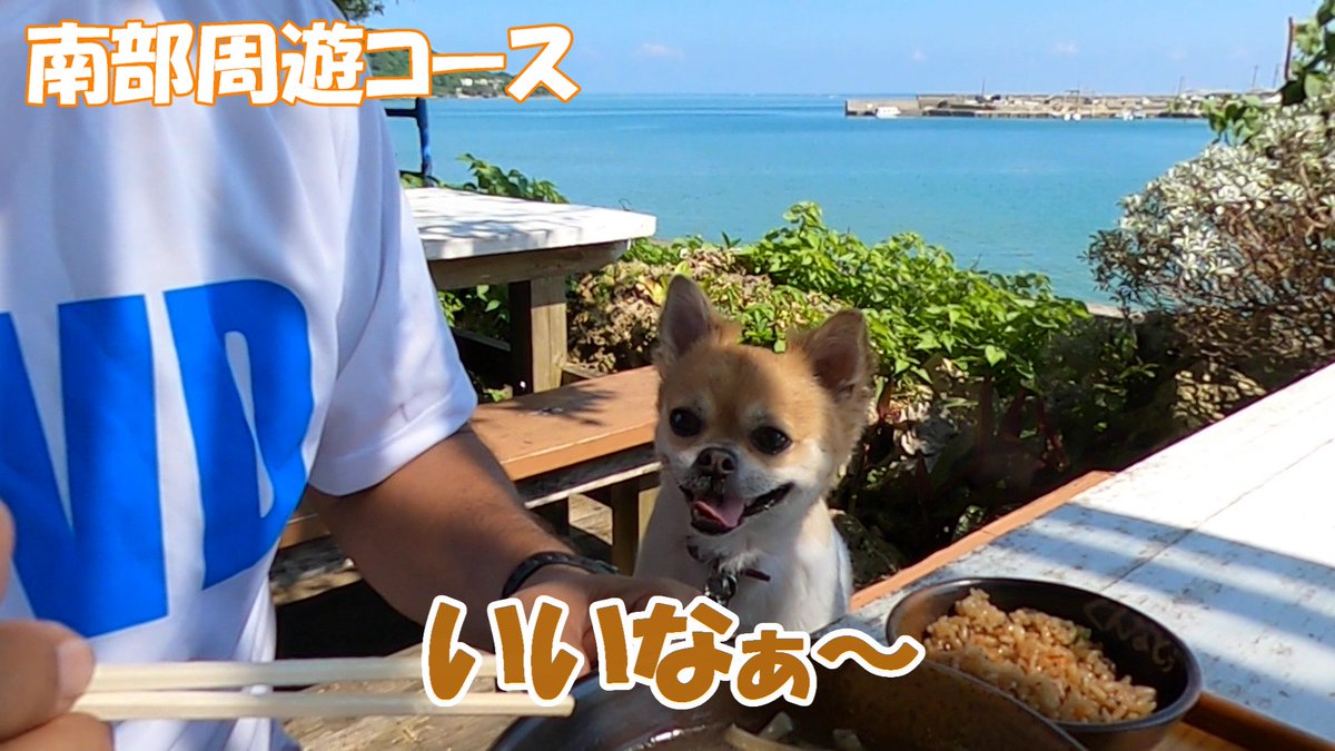 OkinawaWithDogs's tweet photo. ワンコと行けばこんな沖縄!!! YOUTUBEチャンネル開設一周年を記念して、ワンコと行く沖縄のモデルコース動画を作りましたので、ぜひご覧ください。 ②お散歩日和の秋冬春 編 オプションコース
https://t.co/vgCqEEHOoQ
#沖縄旅行 #ペットと一緒 #犬のいる暮らし #沖縄好きな人と繋がりたい https://t.co/EjbEcjIk7d