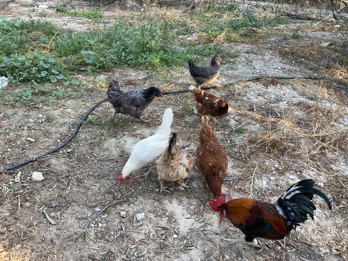 JMtnezNunez's tweet photo. Buenos días desde #Calasparra
9 grados y despejado
Hoy toca limpiarles la habitación a la cuadrilla (gallinas) primero y después arreglo de invernadero
Abrazo y el 21 nos vemos en #Murcia
#AgropopularBruselas https://t.co/1vpp3FCzDM