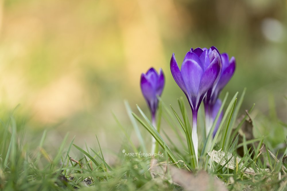 MRTfotografie's tweet photo. Goedemorgen!
#weekendleesvoer
Bloememseizoen geopend met de krokus: https://t.co/4o6Dalu1XS
Fijn weekend ๐๐โ๏ธ๐โโ๏ธ https://t.co/dWtkH8ap6A