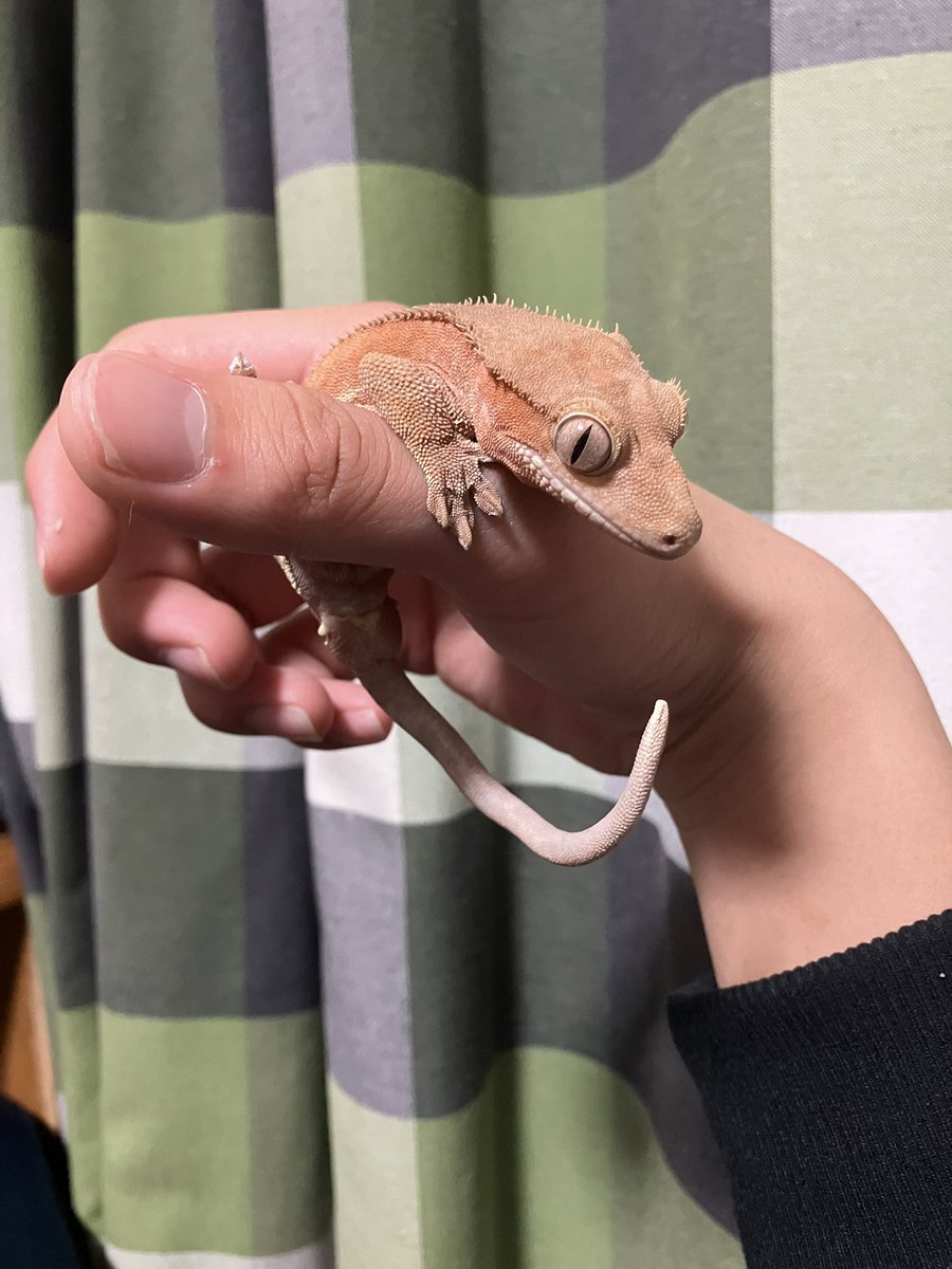 juna_rep's tweet image. 新しいリング