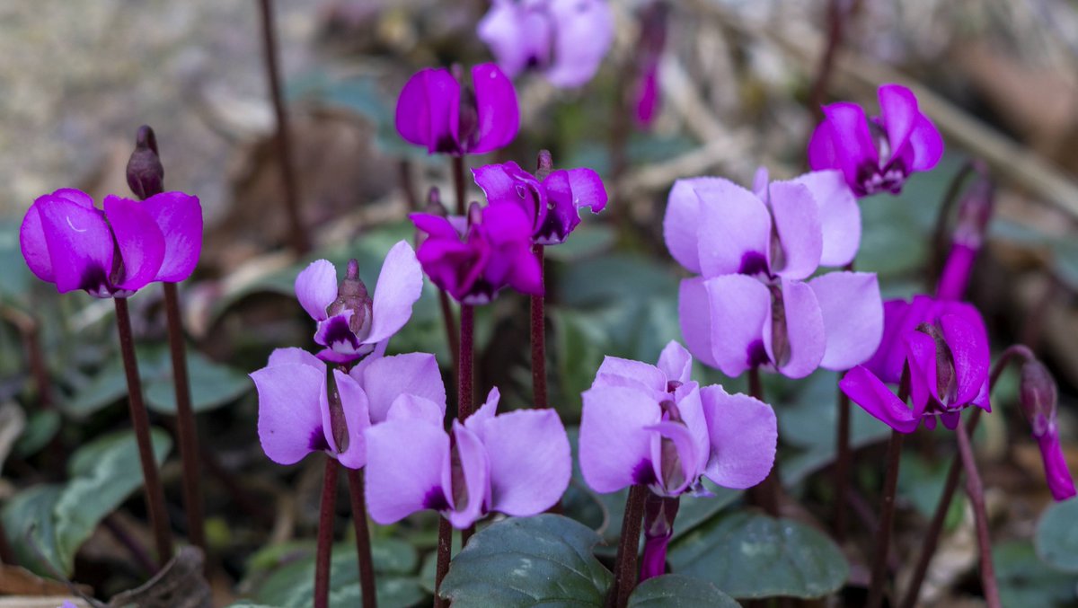 DorteHedengran's tweet photo. A little color on a dark February day 🌺
#Denmark #SonyAlpha #NaturePhotography #photooftheday #Saturday17th #SaturdayVibes #SaturdayMorning #Saturday #Flowers #FlowerOfX
📸Dorte Hedengran https://t.co/y3m8Z7nmdm