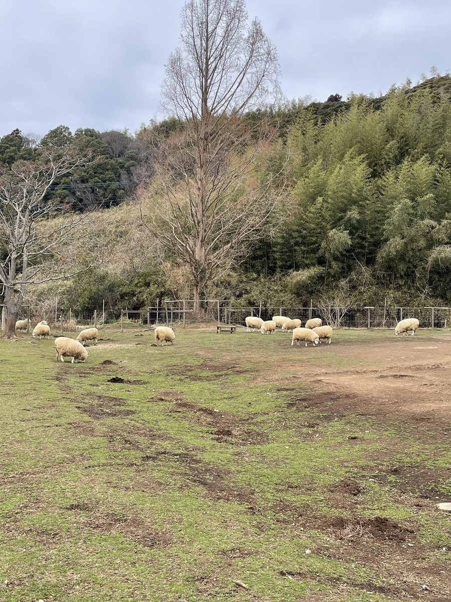 cpv35v36's tweet photo. 袖ヶ浦ふれあいどうぶつ縁 https://t.co/GqnQ24V4jG