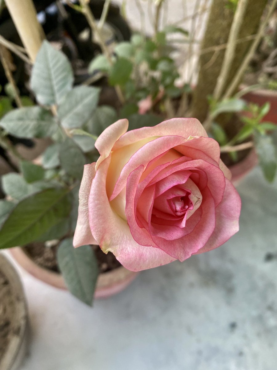 nidhi_puri's tweet image. The first blooms of spring always look so refreshing and pleasing to eyes! Thank god winters are getting over.. Me and My plants are breathing!! #delhi #delhispring