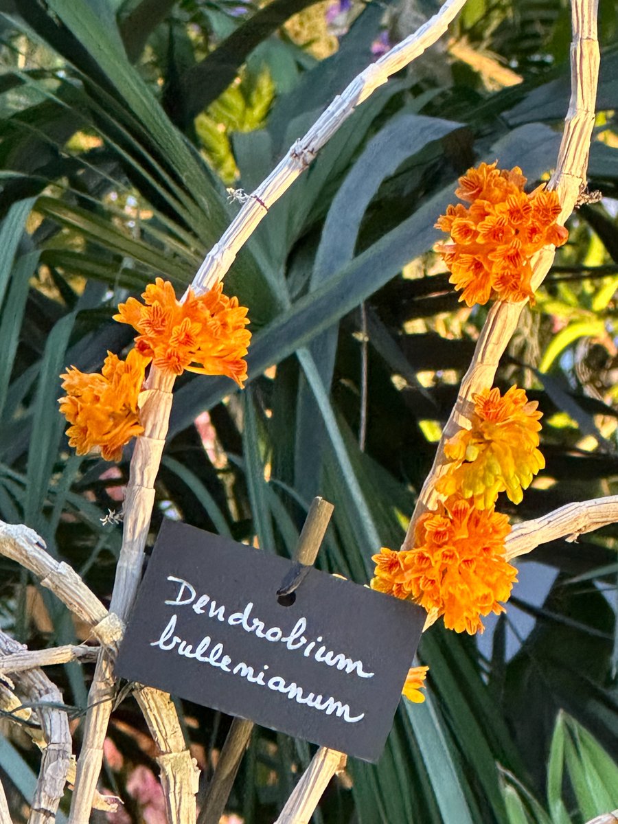 alaindelavie's tweet image. Dendrobium bullenianum, une curiosité végétale #fleur #orchidée #serre #hiver 
pariscotejardin.fr/2024/02/dendro…