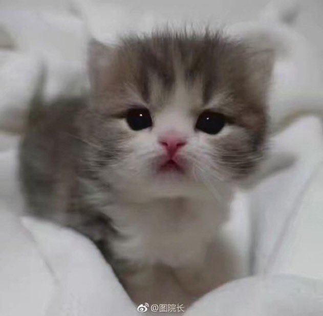 sillyguy83 tweet media