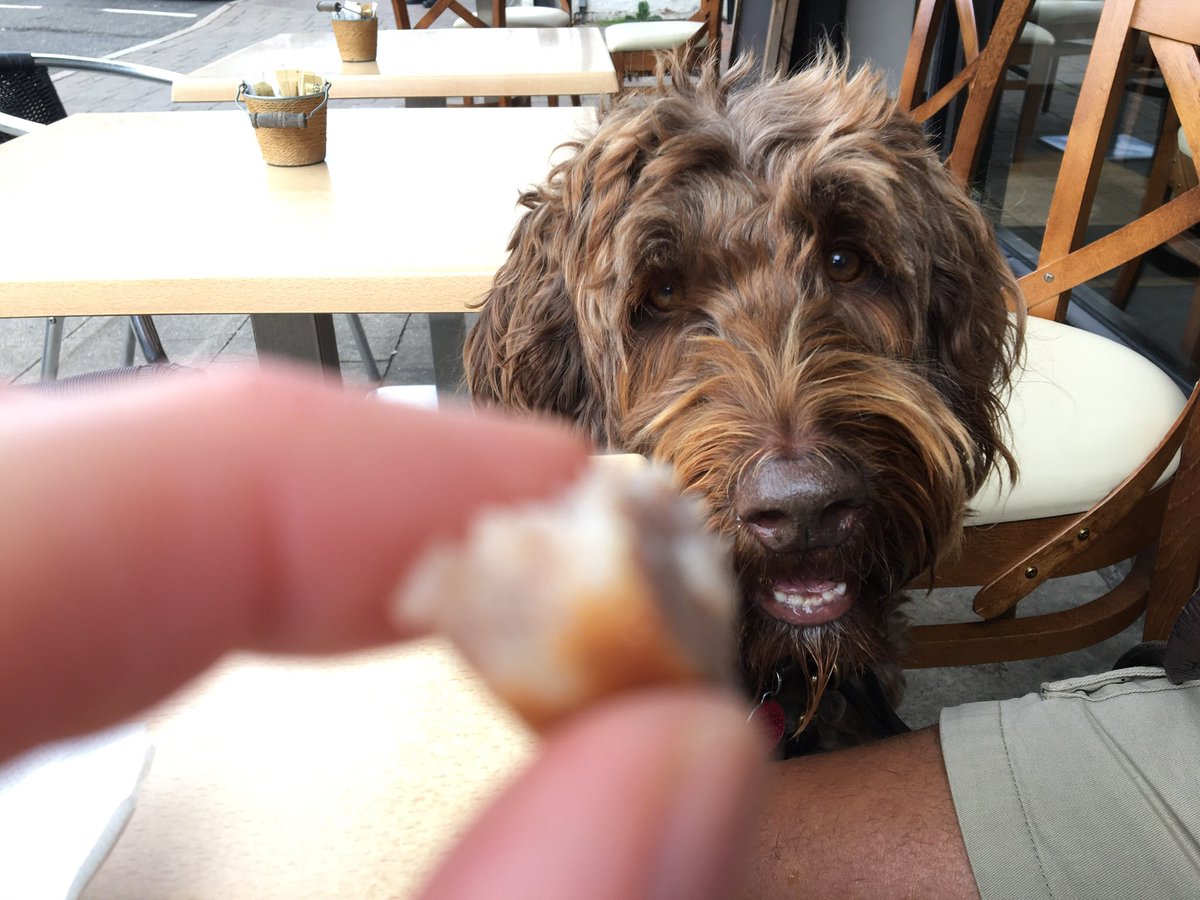 ascotlashco's tweet photo. @BarkJack_ Milo ❤️ https://t.co/ZUWK96NyQE