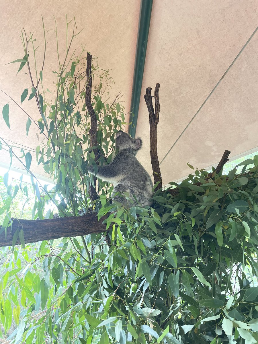 26thCardiffBrownies tweet media