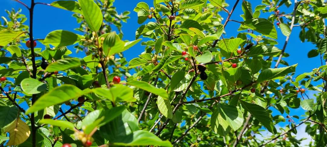 ALDER BUCKTHORN - If we had to choose one plant, this is it! With attractive green leaves, small white flowers & red and black fruit, all of which are food for insects & birds. It's the food plant of Brimstone, Holly Blue and Green Hairstreak butterfly caterpillars. On website.