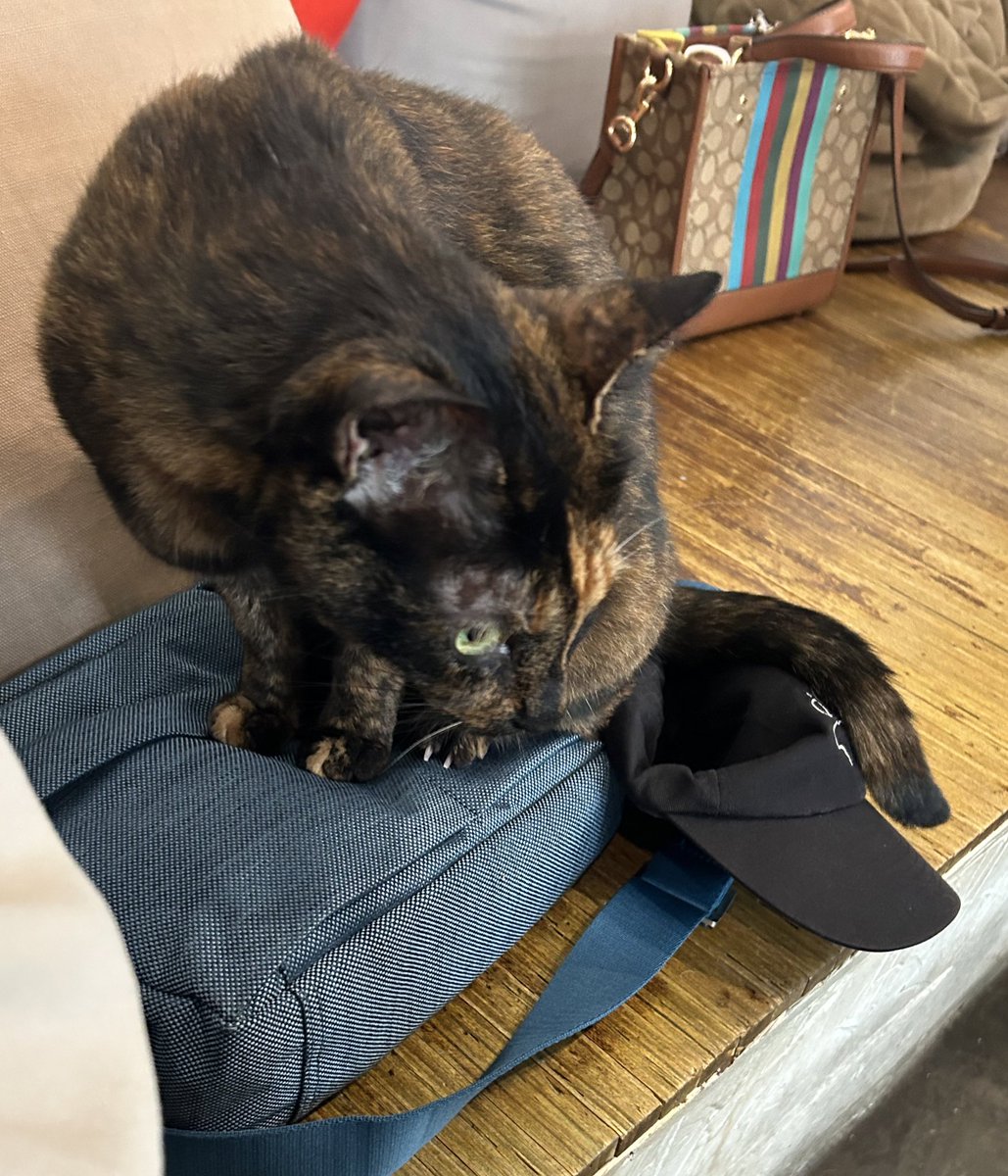 搭公車有遇過車子夾著我的書包帶子(但是在人很多的時候）
今天搭車遇到前門沒關好…（怕
那是在行駛欸…還好人沒有很多…

然後還能在車上遇到老爸…(越害怕什麼就會遇到😂

配上貓咪寵幸俺書包的照片