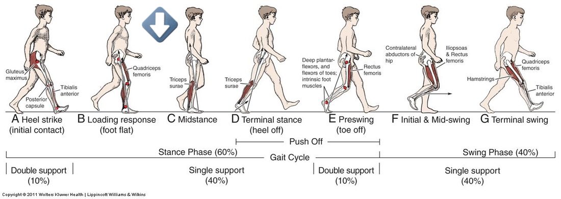 chubbyphysio's tweet photo. วงจรการก้าวเดิน “Gait cycle” อธิบายเพิ่มเติมว่าการเดินของเรา แต่ละ phase จะมีกล้ามเนื้อทำงานไม่เหมือนกัน ข้อต่อขยับไม่เท่ากัน เช่น

จังหวะที่ส้นเท้าขวาเริ่มลงน้ำหนัก A ไปถึงเท้าขวารับน้ำหนักเต็มเท้า C กล้ามเนื้อที่ทำงานเด่นขึ้น ->กลุ่มกล้ามเนื้อก้น Gluteal muscles ที่ทำหน้าที่ https://t.co/DTvrF7LKSK