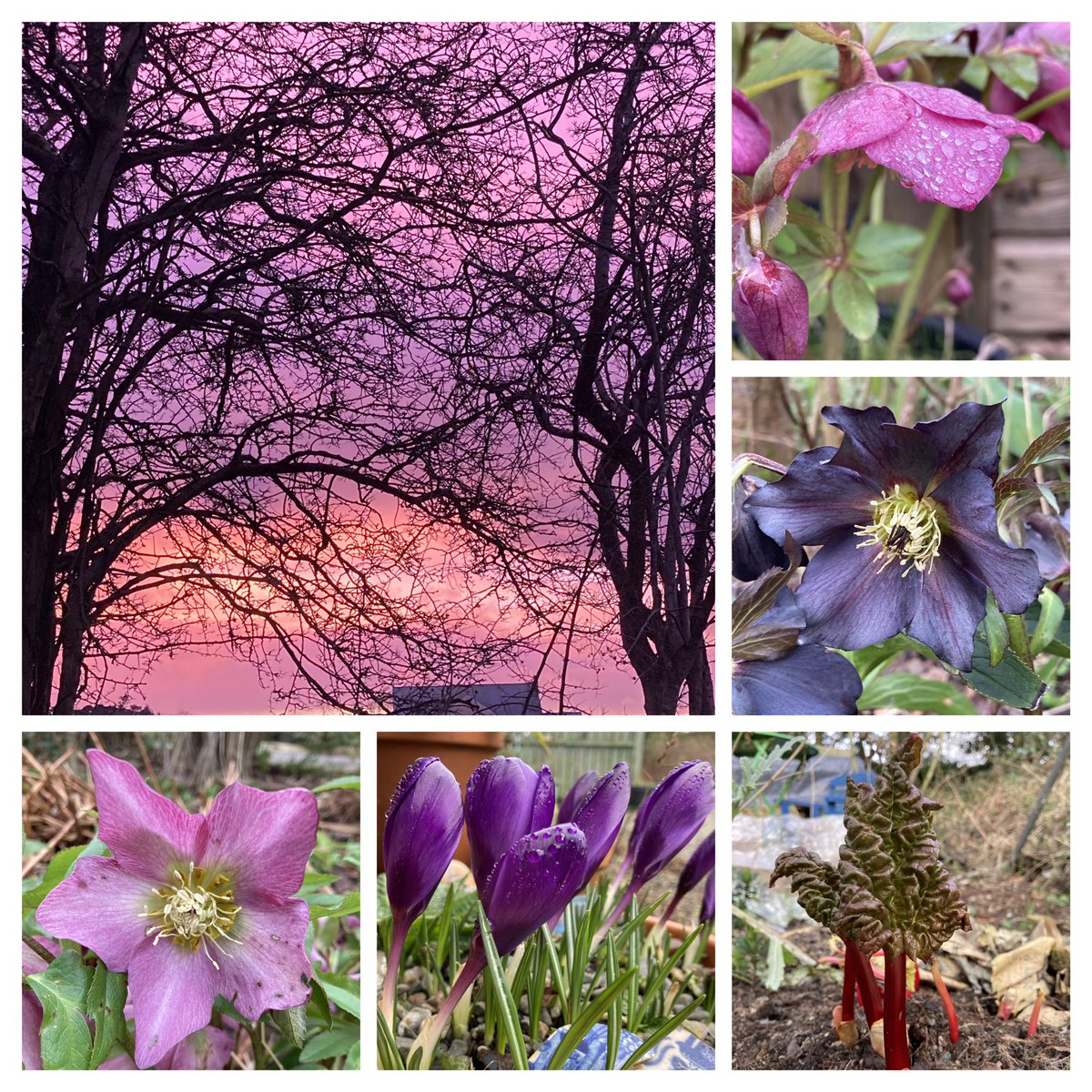 A week when the sky and flowers colour coordinated   😊#SixOnSaturday #GardenersWorld #SaturdayMorning