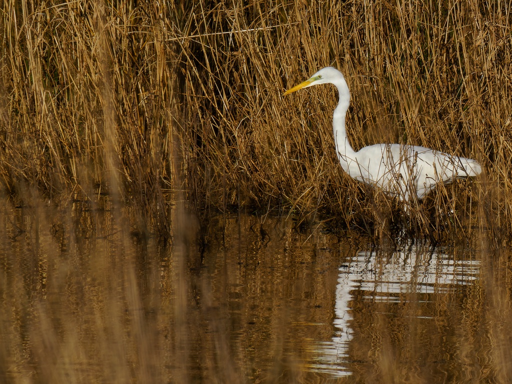 Great White Egret on the top pond at #WyverLaneNR yesterday. Partially obscured by twigs and sticks so quite pleased to get it in focus.