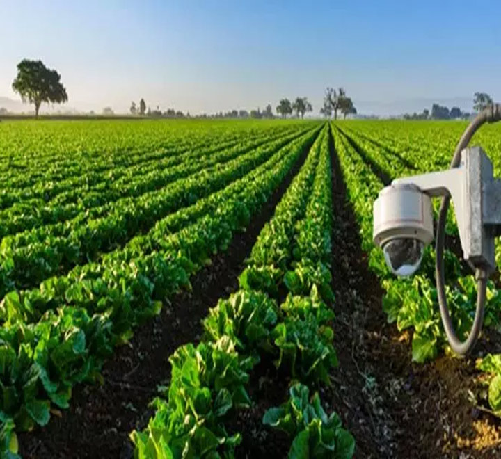 ChotaNewsApp's tweet image. ప్రస్తుతం మార్కెట్‌లో కిలో వెల్లుల్లి ధర రూ.500కి చేరుకుంది. దీంతో వెల్లుల్లి చోరీ ఘటన వెలుగులోకి వస్తున్నాయి. వీటి నుంచి తప్పించుకునేందుకు మధ్యప్రదేశ్‌లోని చింద్‌వాడ జిల్లా ముఖేద్ ప్రాంతంలోని రైతులు తమ పొలాల్లో సీసీ కెమెరాలను అమర్చారు.
#Farmers #pricehike #CCCamera #field