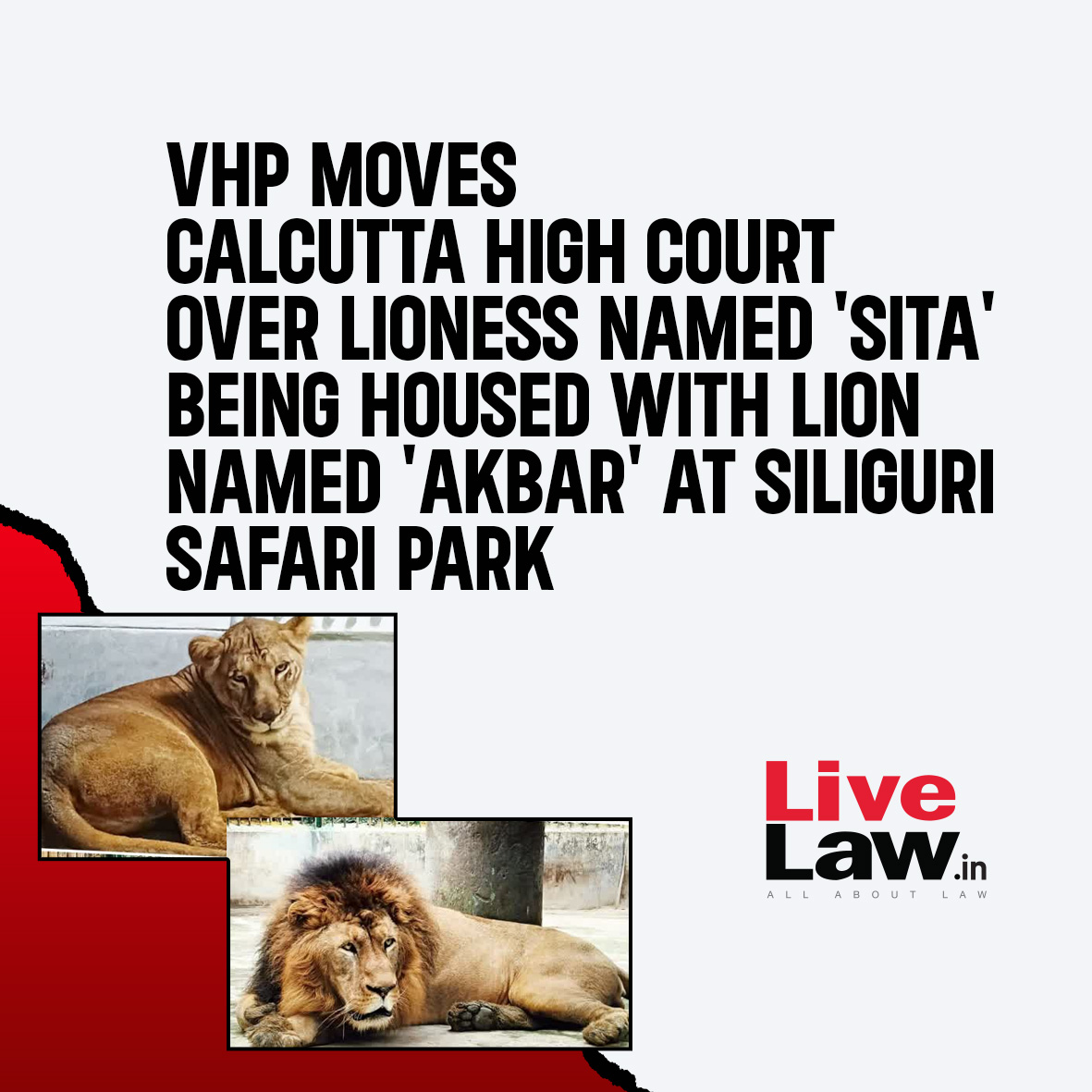 LiveLawIndia's tweet photo. The Bengal wing of the Vishwa Hindu Parishad (VHP) has moved the Calcutta High Court's Circuit Bench at Jalpaiguri, challenging the forest department's move to allegedly keep a lion named 'Akbar' with a lioness named 'Sita' in the same enclosure at Siliguri's Safari park.
Read more: https://t.co/AC2zCwdXUo