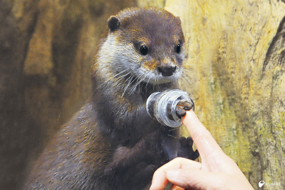 新江ノ島水族館のカワウソ 最 安 価格