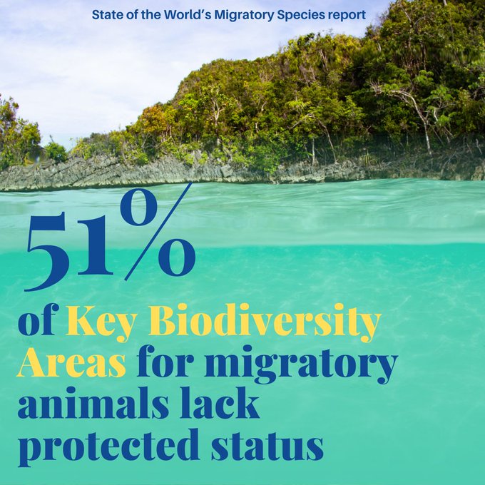 UNBiodiversity's tweet photo. 🆕UN report reveals shocking state of the world’s   #migratoryspecies!

One of the key findings of the report:

More than half (51%)of the Key Biodiversity Areas identified as important for migratory animals do not have protected status.https://t.co/lu32Ng7asl
Via @BonnConvention https://t.co/5wSCYEBE8E