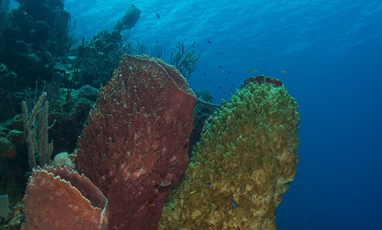 Interesting Facts about the Giant Barrel Sponge

A tube-shaped animal species has lived on coral reefs in seas and oceans for over 500 million years.

Yet... they are actually fixed to the reef and cannot move around!
#seasponge #sponges #barrelsponge

private-scuba.com/sea-life/marin…