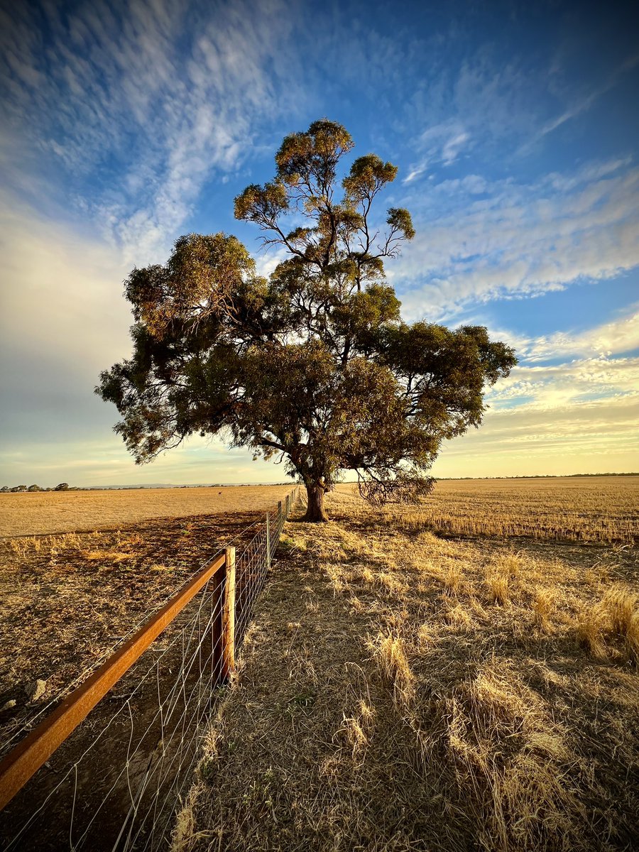 Eucalyptus porosa - Mallee Box near Woolsheds, South Australia. #eucbeaut