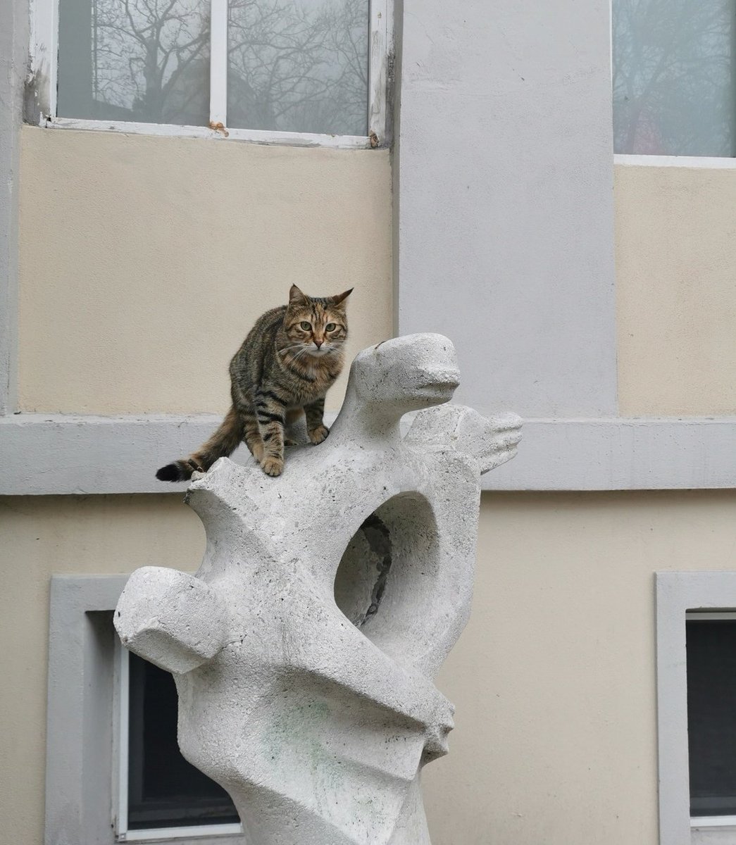 msgsuniversite's tweet photo. Dünya Kediler Günü kutlu olsun!
🐈🦉♥️

#msgsü https://t.co/M6qB4MCJoK
