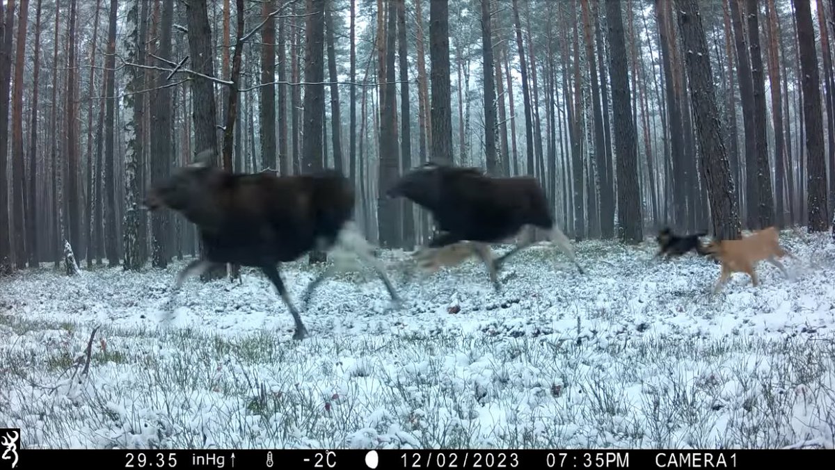Wałęsające się watahy psów są realnym problemem w polskich lasach - ba! - nawet w parkach narodowych. Na zrzucie ekranu trzy psy w pogoni za łosiami w Biebrzańskim Parku Narodowym. 

Polskie Parki Narodowe:

„Dobrostan zwierząt naturalnie występujących w parku narodowym jest