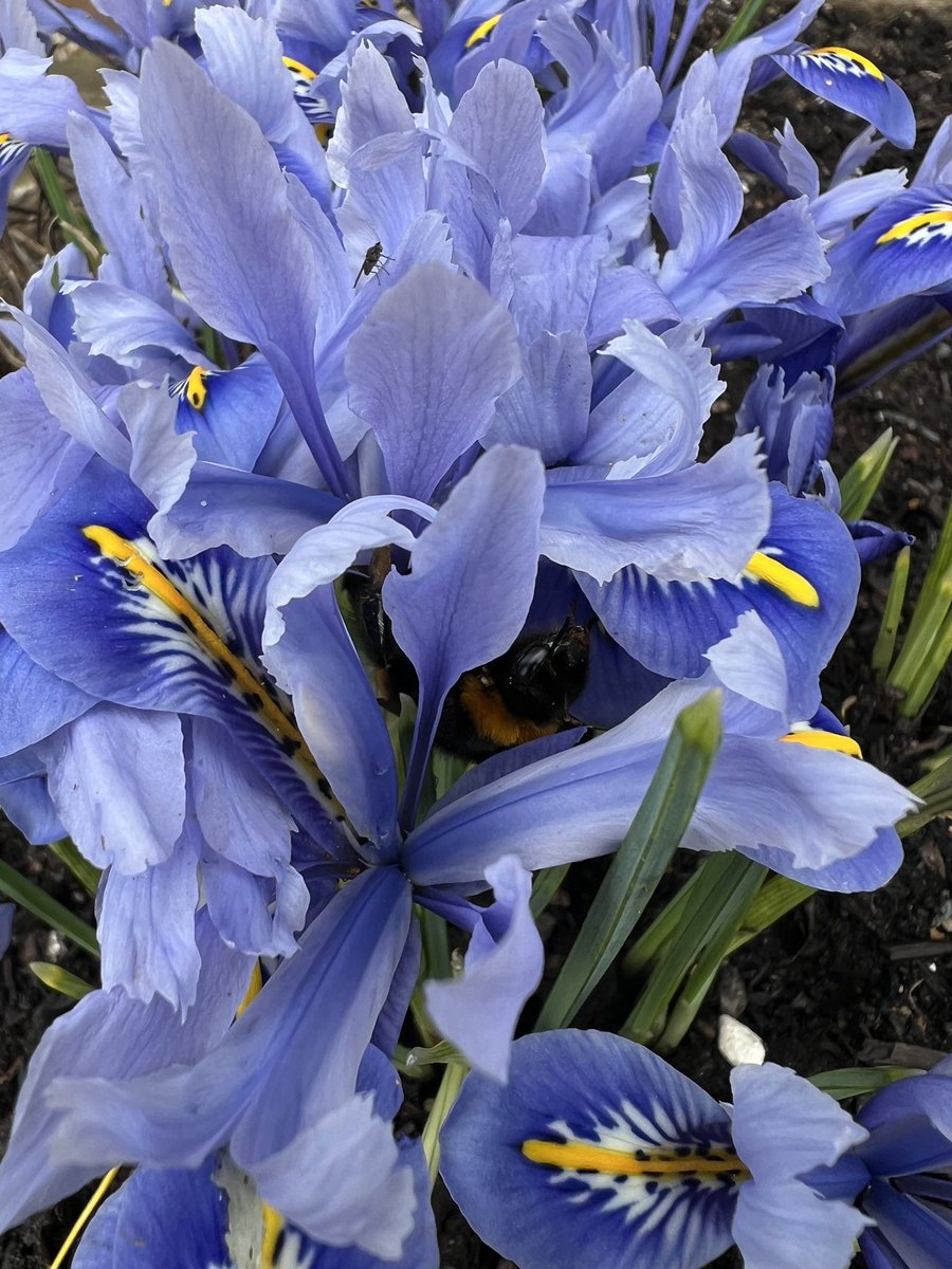 👀 spot the bumblebee 🐝 
#bee #bumblebee #beefriendlygarden #beefriendly #beefriendlyflowers #pelhamplants #pelhamplantsnursery