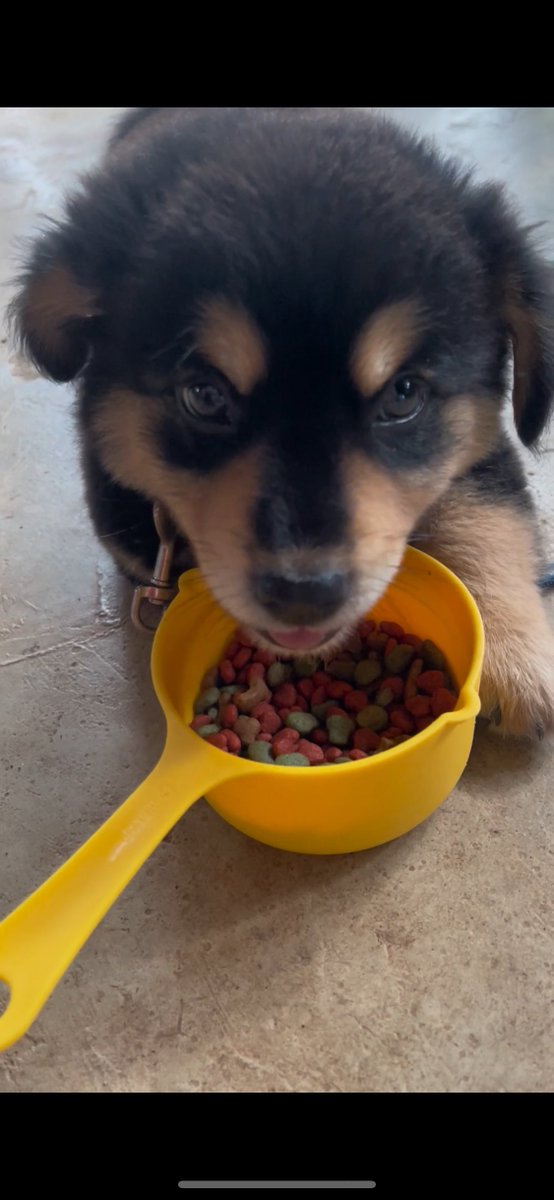 nooniiz_nn's tweet photo. งั่มๆเติมพลังก่อนป่วนแปบน้า 🍖🦴🐶 https://t.co/Fnv7BYH5la