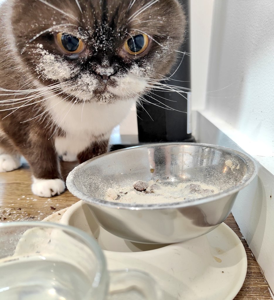 Good morning world, how is your #Caturday going? Lizzie decided the best thing to start the morning is to put her face into her bowl and let that chicken snack dust fly on her face 😲😯😮 I wonder what Mr. Cat would think of this😆😅😂.... @RolfatWarwick @claudiarei2312