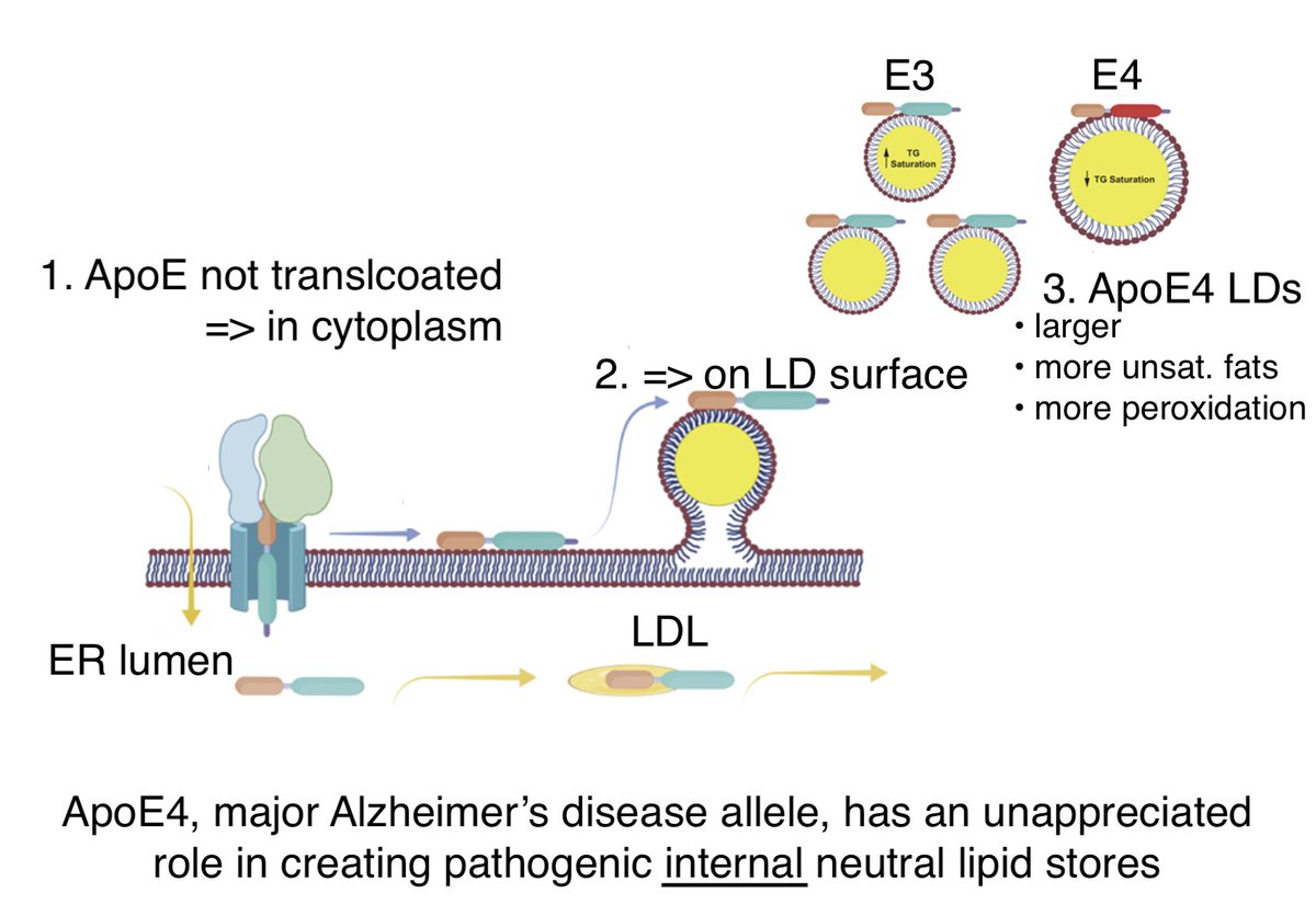 Exciting discovery from @cohenlaboratory (@UNC) about the disease causing allele of ApoE: in astrocytes it affects the internal lipid stores (not just lipoprotein traffic to the outside). A portion remains in the cytoplasm & modulates LD formation, with E4 less cytoprotective.