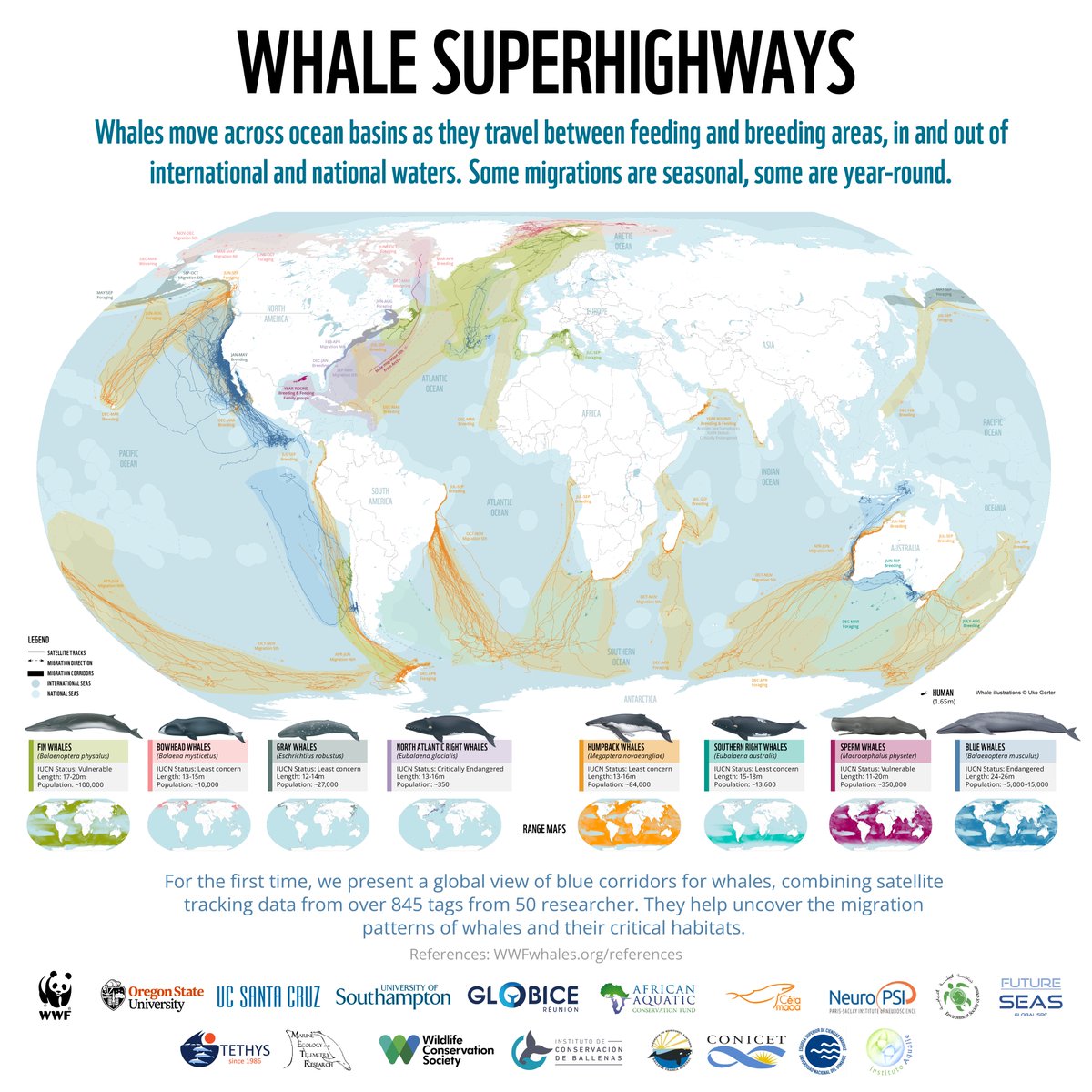 tc_thrane's tweet photo. Tomorrow is #WorldWhaleDay!

The #OceanGlobeRace ⛵️ sailors are attempting a 30,000 nautical mile circumnavigation of the globe, so where, and when, are they most likely (with luck) to meet these majestic marine mammals 🐋

#Whales #OGR2023

🗺️ by @WWF_Whales / ✏️ by Uko Gorter https://t.co/AziUB5rsGW
