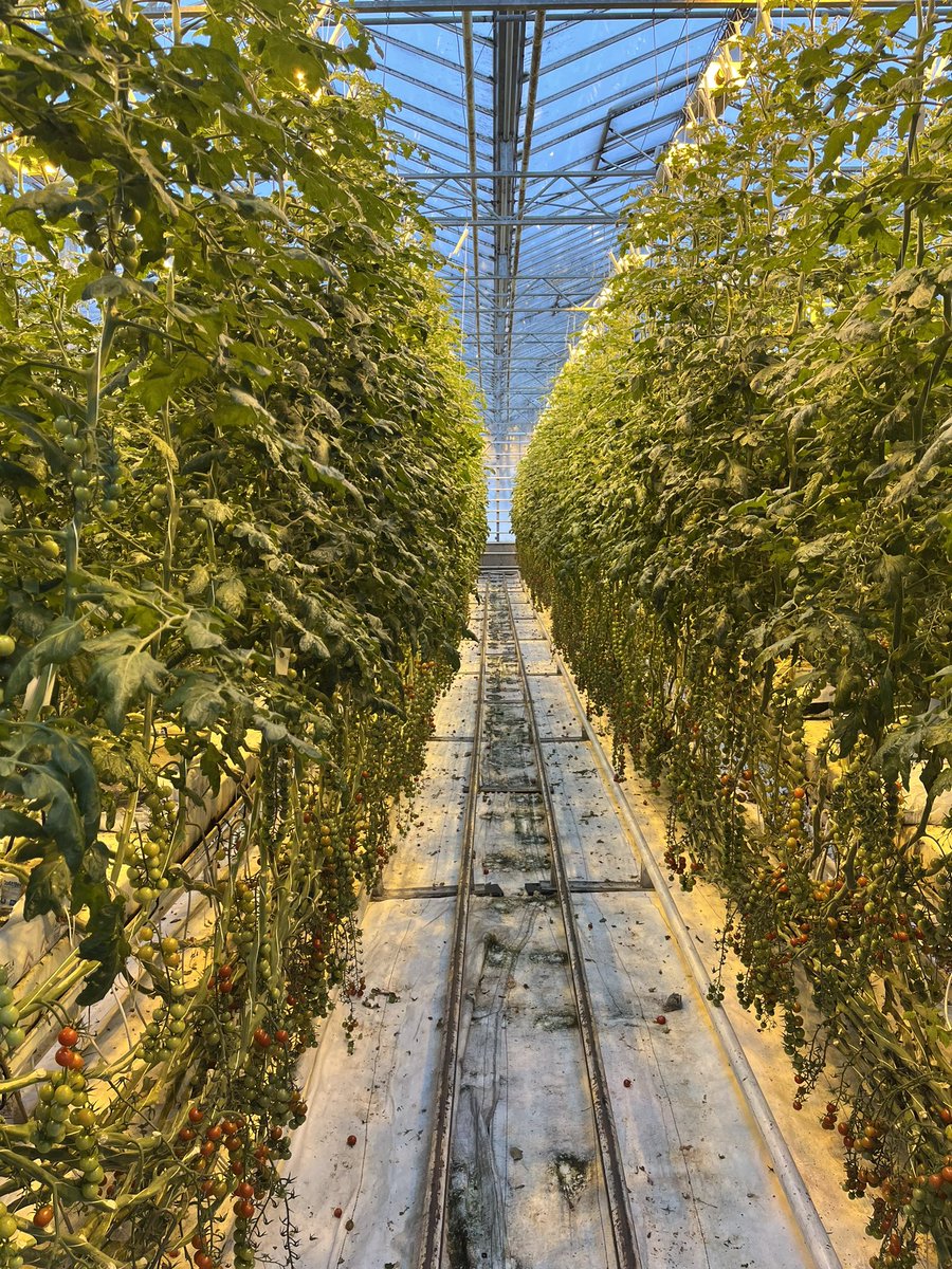 TravellingTrev's tweet image. Iceland today #Friðheimar #KeridCrater #Gullfoss 🍅🇮🇸