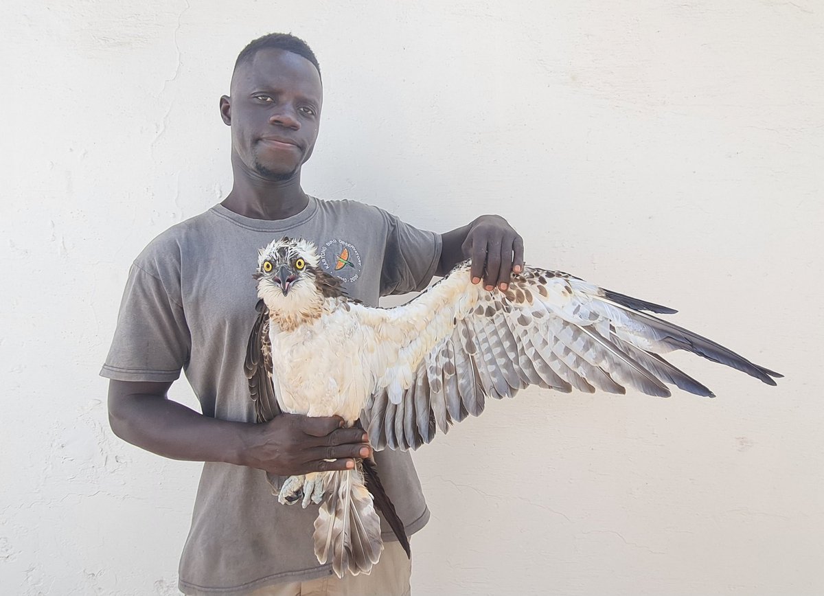 An outstanding mornings ringing produced the 5th Osprey, Pandion haliaetus, caught at KBO. This 2cy male was caught in a wader net.