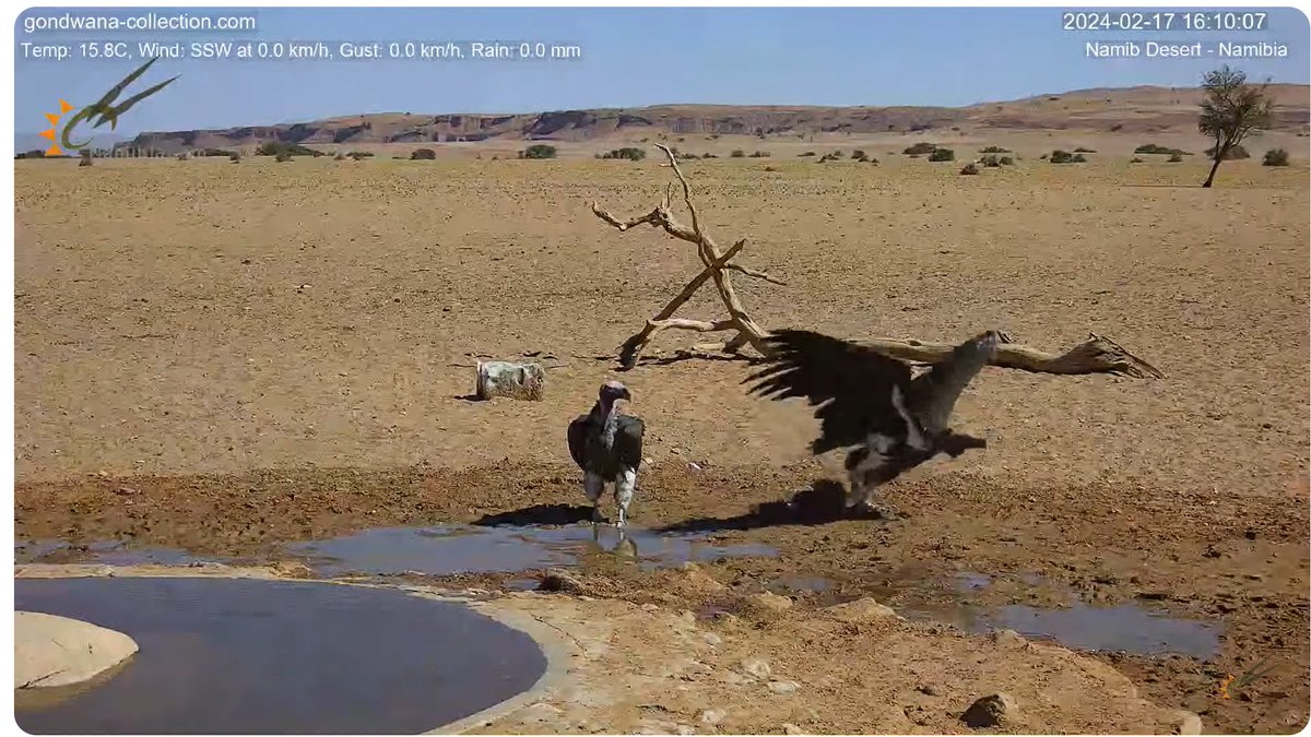 図鑑Tシャツ 新作発売中 on X