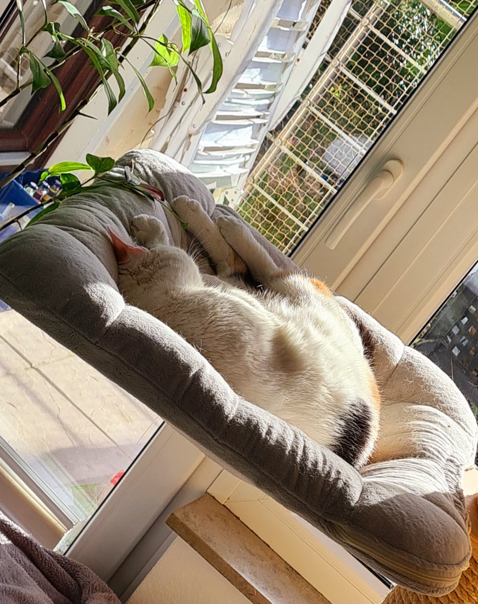 Wie der <a href="/martinhaberland/">@martinhaberland@det.social</a> und ich 3 Punkte chillen💚🤍

#KOESVW #Werder