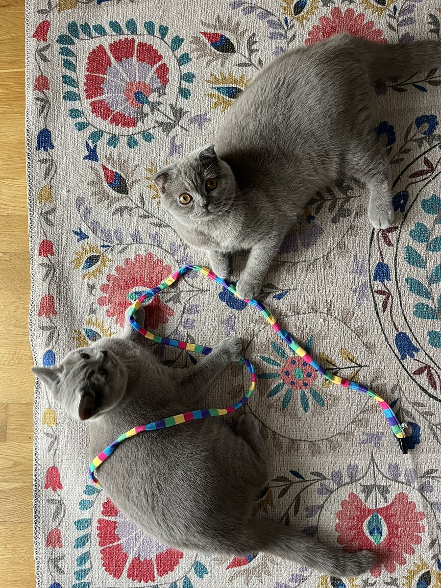 cinarervanur's tweet image. Leaving some positive vibes here - my gorgeous babies wish you a very happy #InternationalCatsDay 🤍

@aihsannergiz